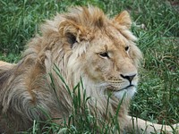 Lion in the wild. Free public domain CC0 image.