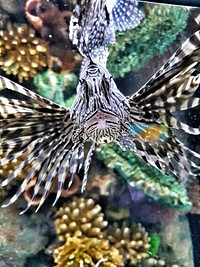 Beautiful lionfish underwater close up. Free public domain CC0 photo.