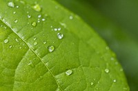 Droplets on green leaves macro photo. Free public domain CC0 image.