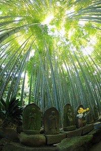 Stone on a grave yard, nature background. Free public domain CC0 image.