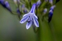 Blue lily background. Free public domain CC0 image.