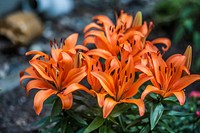 Orange lily background. Free public domain CC0 image.