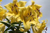 Yellow lily background. Free public domain CC0 image.