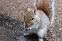 Cute squirrel background. Free public domain CC0 image.