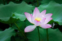 Pink lotus background. Free public domain CC0 photo.