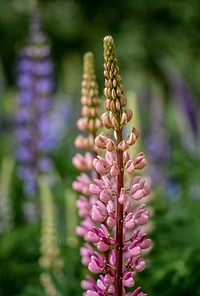 Lupine background. Free public domain CC0 photo.