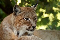 Lynx, wild cat background. Free public domain CC0 photo.