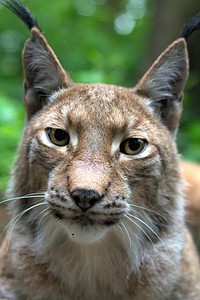 Lynx, wild cat background. Free public domain CC0 photo.