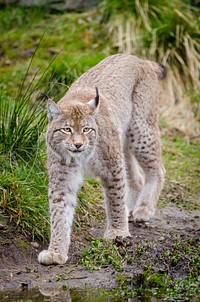Lynx, wild cat background. Free public domain CC0 photo.
