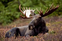 Moose standing in the field. Free public domain CC0 photo.