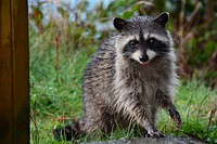 Raccoon photo. Free public domain CC0 image.