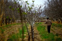 Farmer in apple orchard. Free public domain CC0 photo.