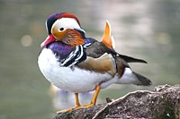 Mandarin duck standing on rock. Free public domain CC0 photo.