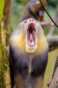 Mandrill photo. Free public domain CC0 image.