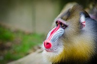 Mandrill photo. Free public domain CC0 image.