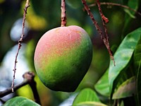 Closeup on mango fruit growing on tree. Free public domain CC0 image. 