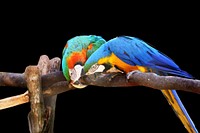 Two macaws at zoo. Free public domain CC0 image.