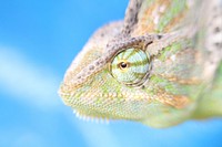 Iguana lizard. Free public domain CC0 image.