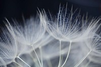 Dandelion background. Free public domain CC0 image.