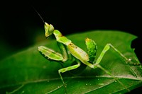 Grasshopper photo. Free public domain CC0 image.