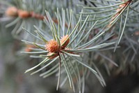 Pine tree. Free public domain CC0 image.