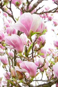 Magnolia background. Free public domain CC0 image.