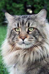 Maine coon cat image, free public domain CC0 image.