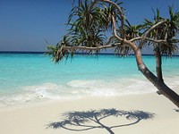 Palm trees in the beach. Free public domain CC0 image.