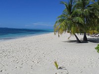 Palm trees in the beach. Free public domain CC0 image.