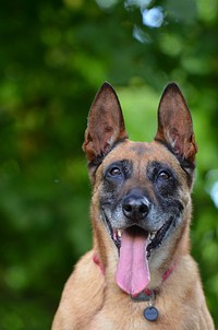 German shepherd. Free public domain CC0 photo.