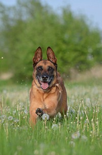 Brown dog standing on grass field. Free public domain CC0 photo.