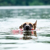 Labrador retriever grabbing red toy and swimming. Free public domain CC0 photo.