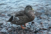 Mallard duck walking on pebbles. Free public domain CC0 image.