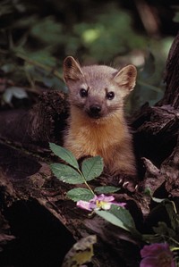 Marten photo. Free public domain CC0 photo.