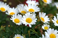 White daisy background. Free public domain CC0 photo.