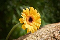 Yellow daisy background. Free public domain CC0 photo.