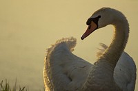 White swan face close up. Free public domain CC0 photo.