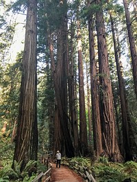 Rear view of unrecognizable person on the pathway surrounded by tall trees in the forest