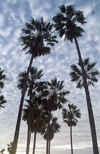 Low angle silhouette view of palm trees with clouds in blue sky as background