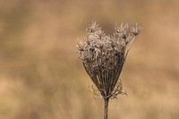Close up of a dried up stem of Queen Anne's Lace
