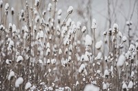 Free grass flower in snow image, public domain plant CC0 photo.