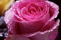 Pink rose background. Free public domain CC0 photo.