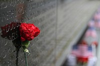 Red carnation by tombstone, veteran's day. Free public domain CC0 photo.