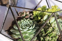 Succulent background. Free public domain CC0 photo.