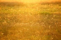 Dandelion and sunlight background. Free public domain CC0 photo.