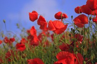 Red poppy background. Free public domain CC0 image.