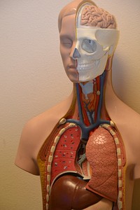 Human body, healthcare photo. Free public domain CC0 image.