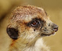 Meerkat's face closeup, wildlife. Free public domain CC0 photo.