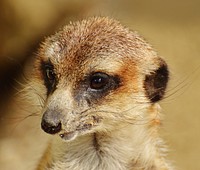 Meerkat's face closeup, wildlife. Free public domain CC0 photo.