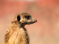 Meerkat standing, desert animal. Free public domain CC0 photo.